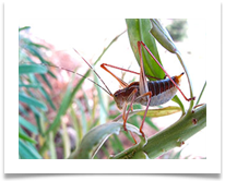10 Grasshopper 2 - James Leslie